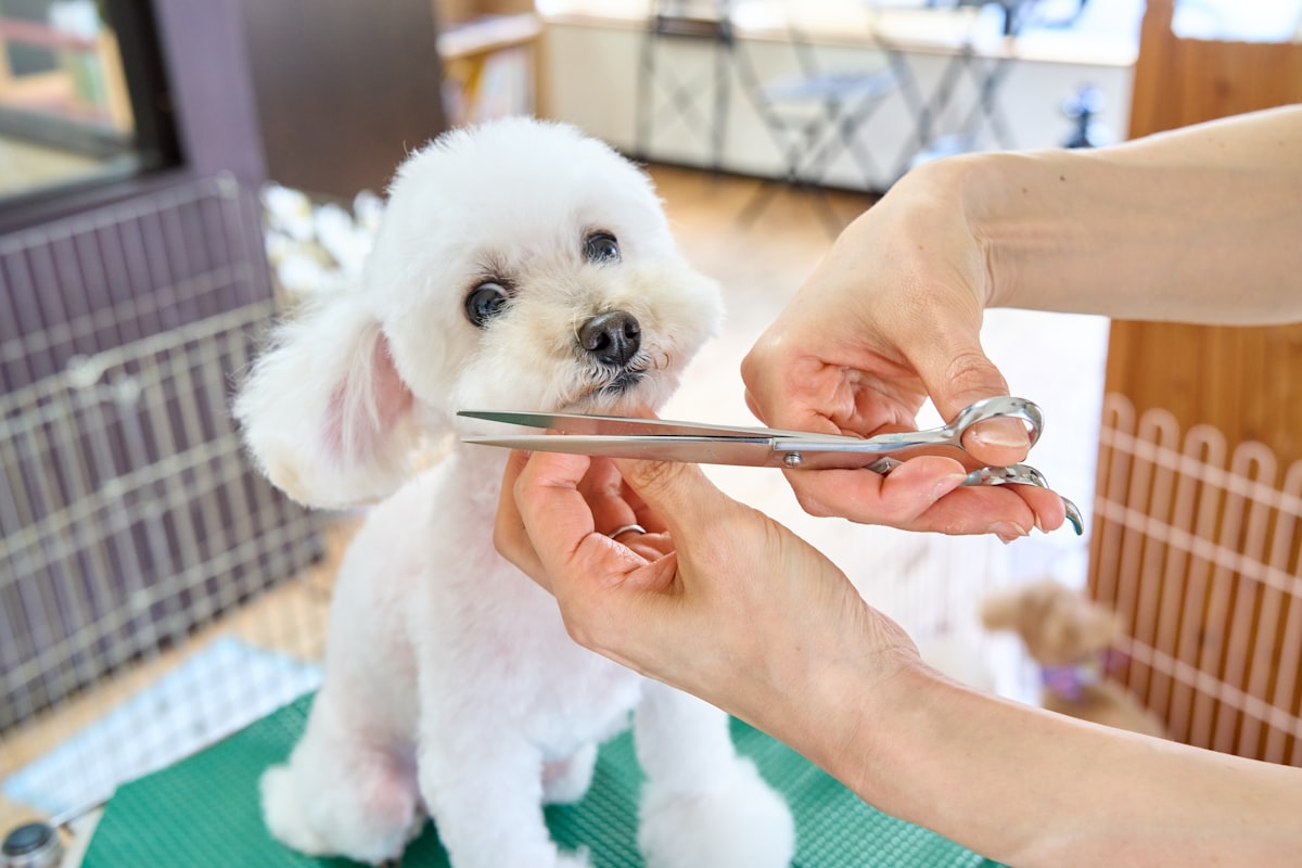 シャンプー＋カットコースのイメージ