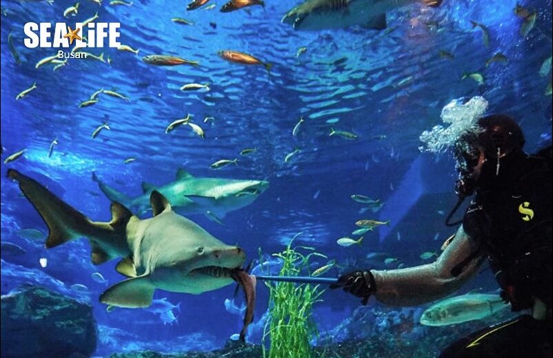 SEA LIFE 釜山アクアリウム